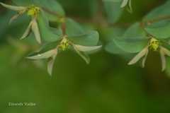 Euphorbia maddenii